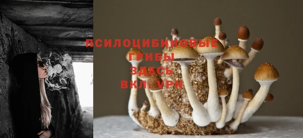 PSILOCYBIN Абаза